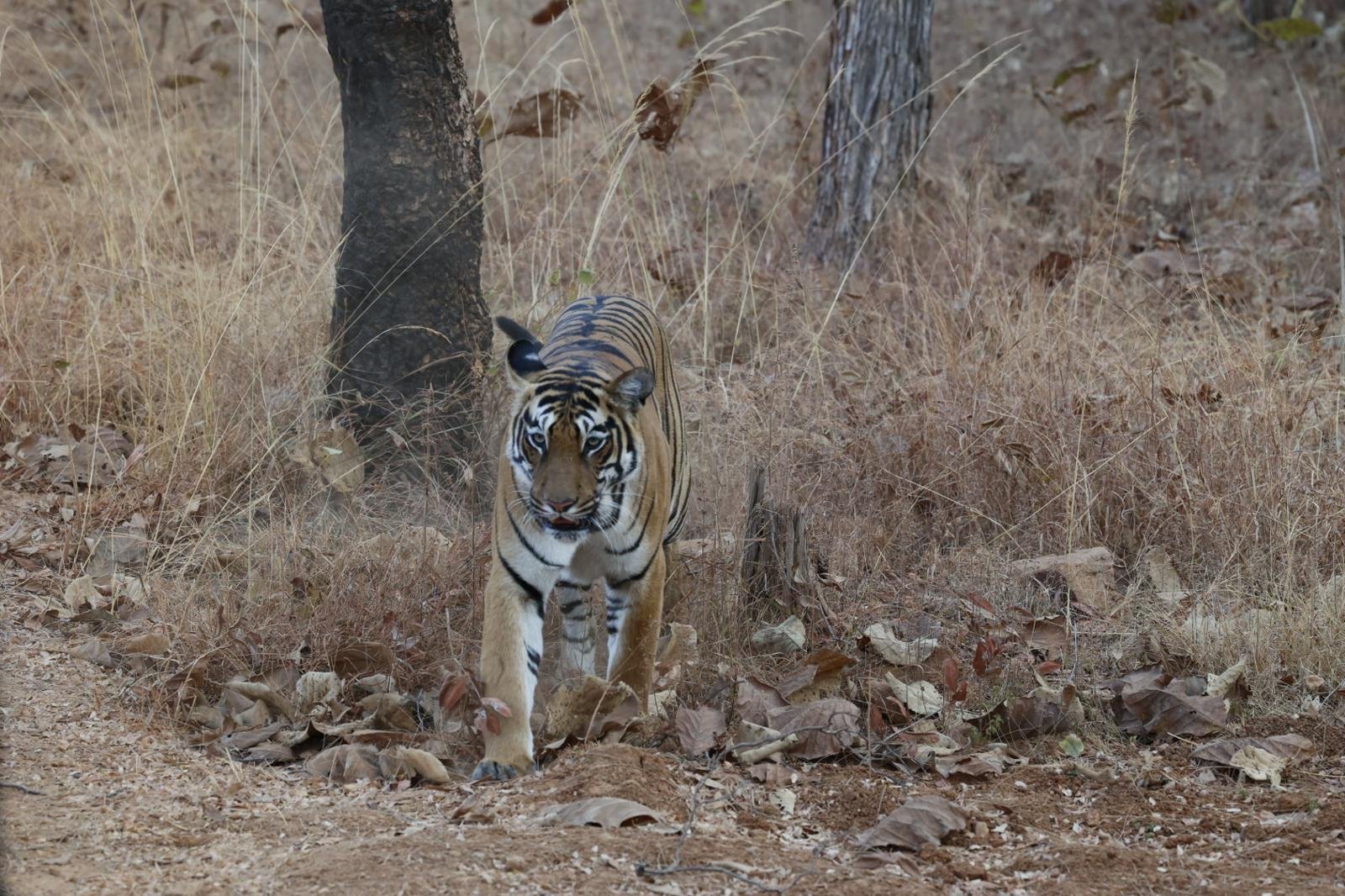 Safari in Tadoba National Park