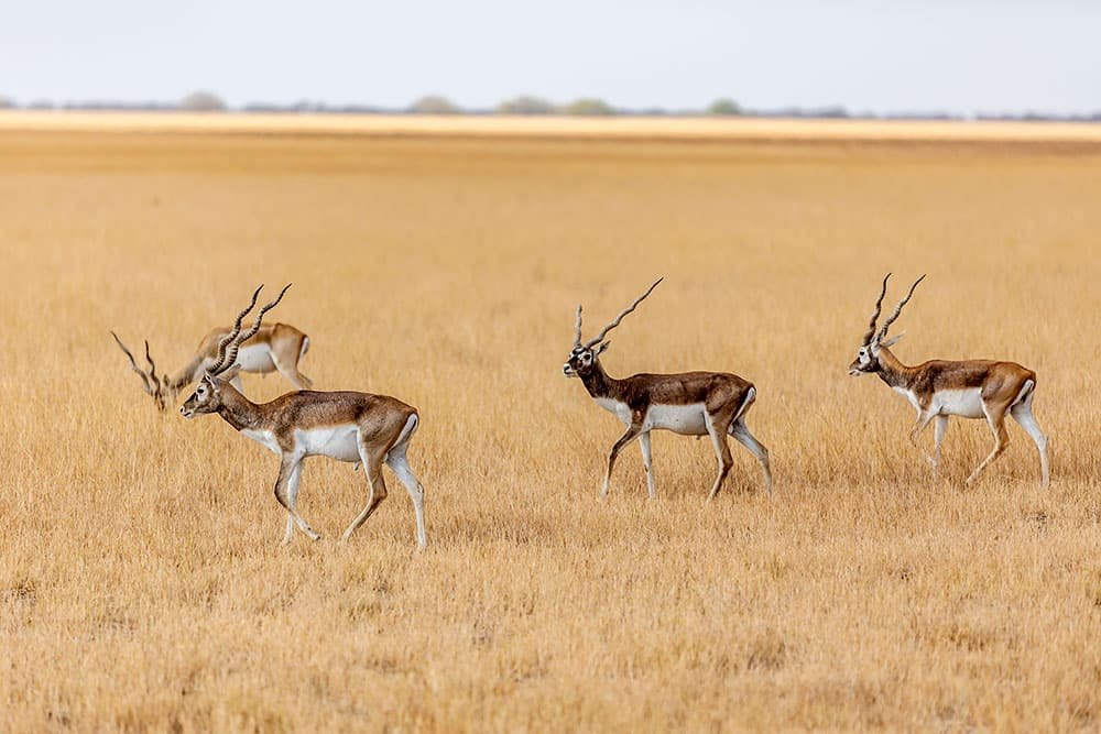 Blackbuck Safari from Rajkot
