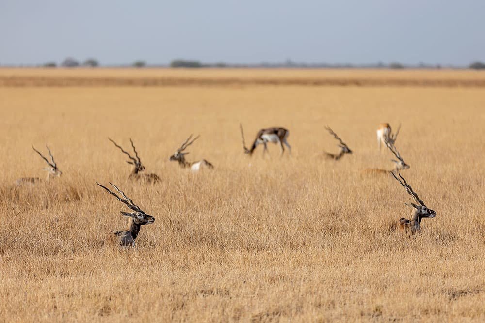 Blackbuck Safari from Ahmedabad