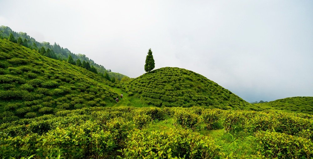 Colonial Cities, Tea Estate, Monasteries & Caves 