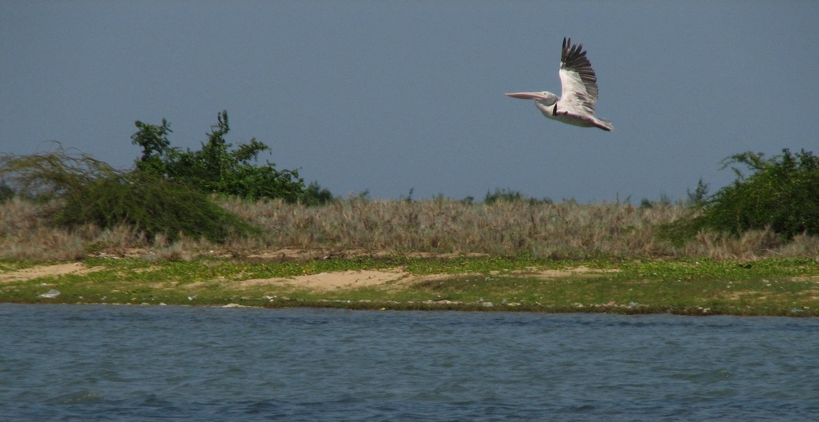 Birds & Beyond: Chennai to Pulicat Bird Sanctuary Day Tour