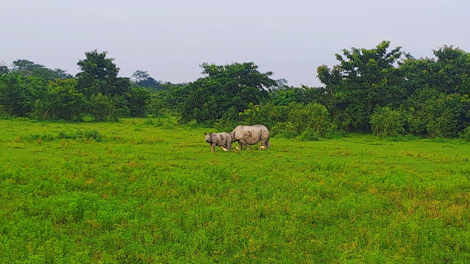Assam Tea Estate, Rain Forest, River Island & Tiger Reserve Tour