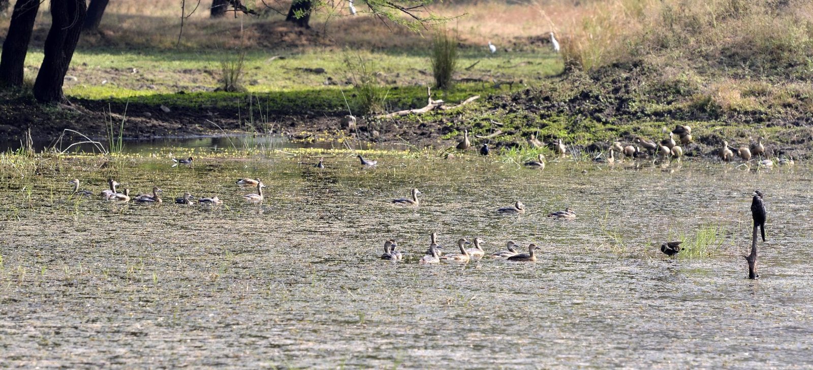 Birds and Heritage: Bhoj Wetland and Bhopal City Tour