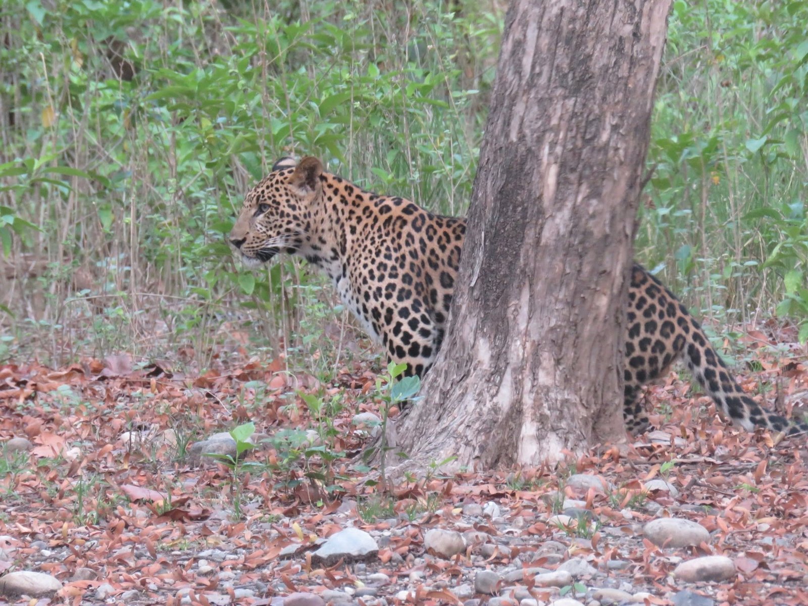 Rajaji Wilderness Safari: Day Tour from Haridwar or Rishikesh