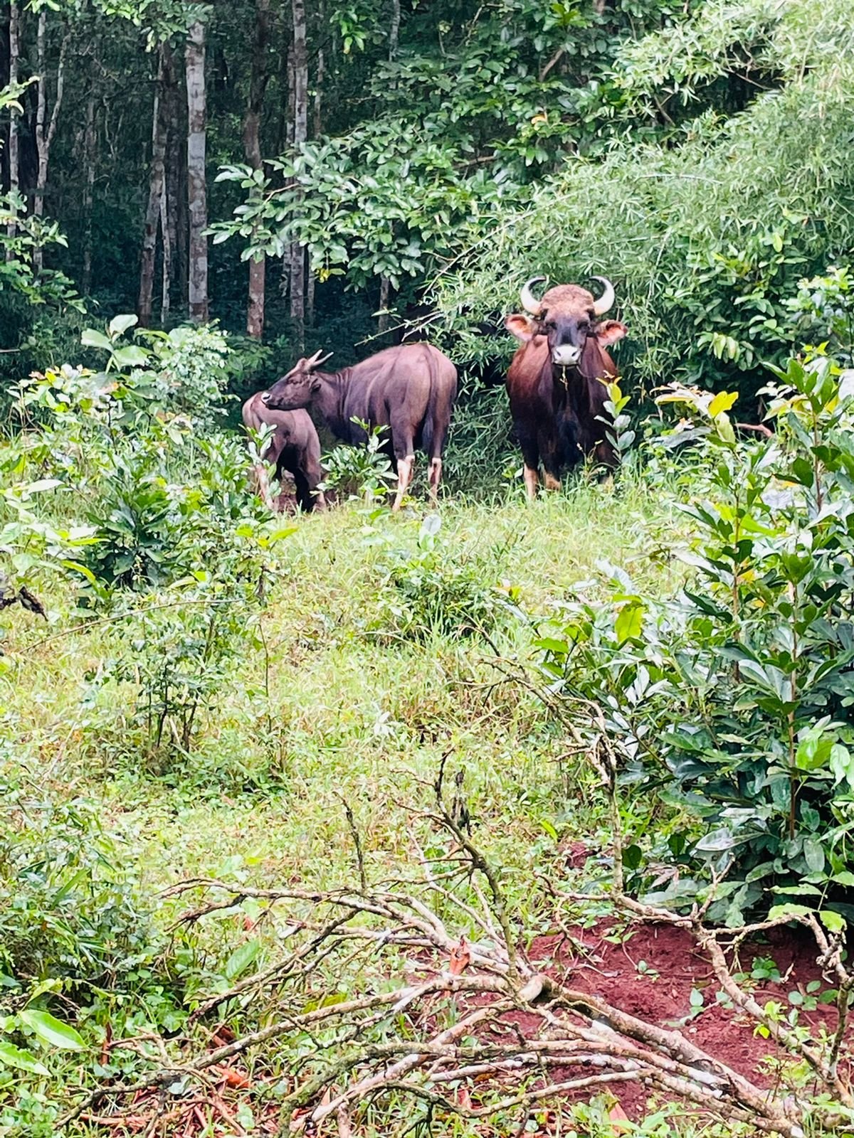 Goa to Anshi National Park (Kali Tiger Reserve), Extension to Wildlife Safari Tour
