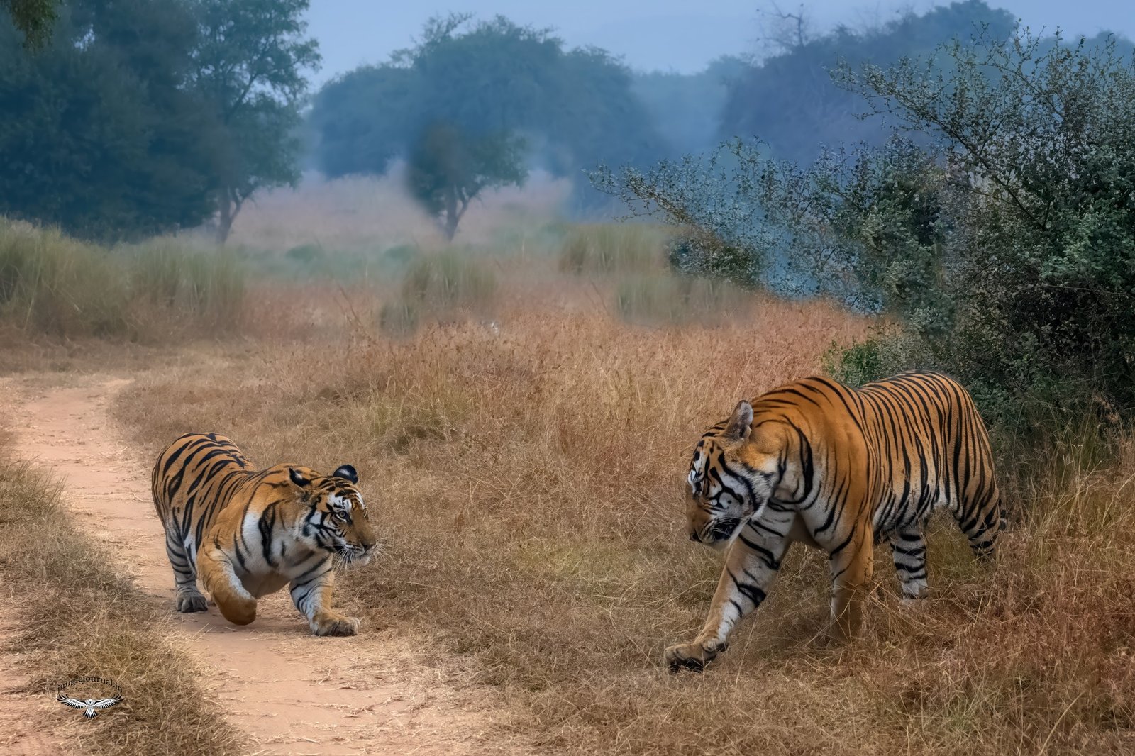 Tiger Trails and Temple Treasures: Khajuraho to Nagpur