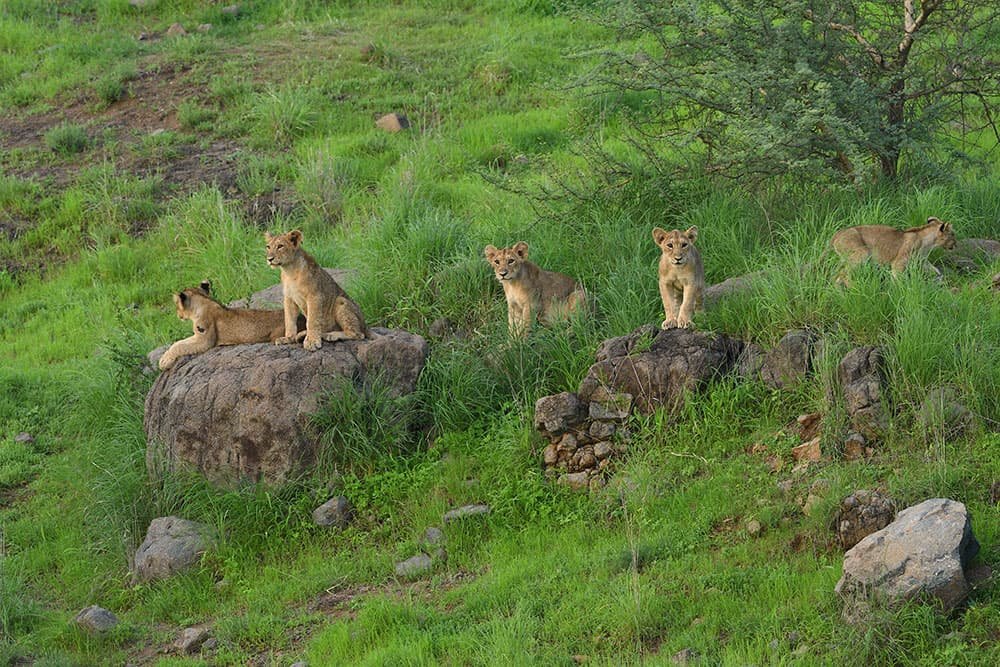 Temple & Lion Safari Tour from Rajkot in Gujarat