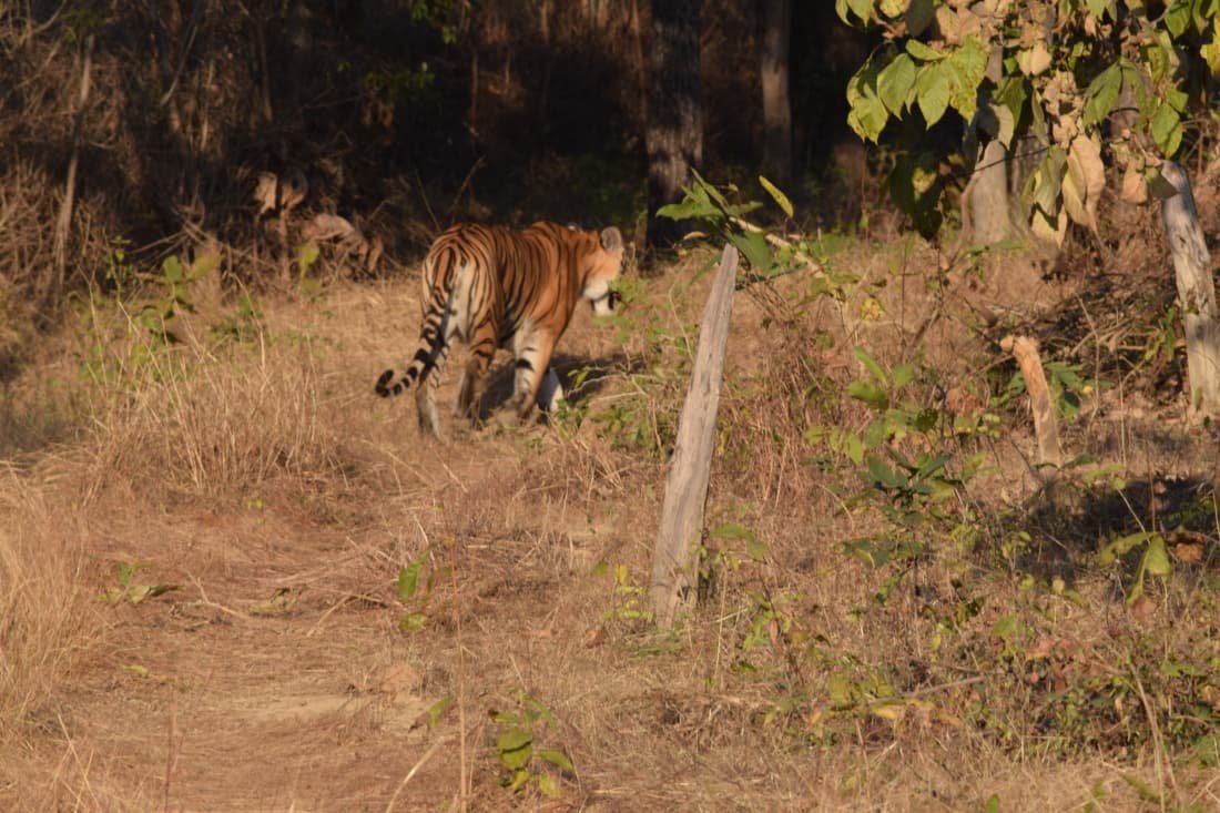 Heritage Trails and Wildlife Encounters: Bhopal to Jabalpur