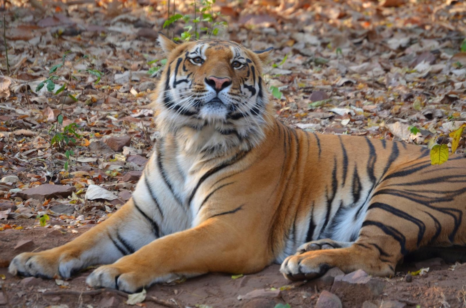 Safari in Bandhavgarh National Park