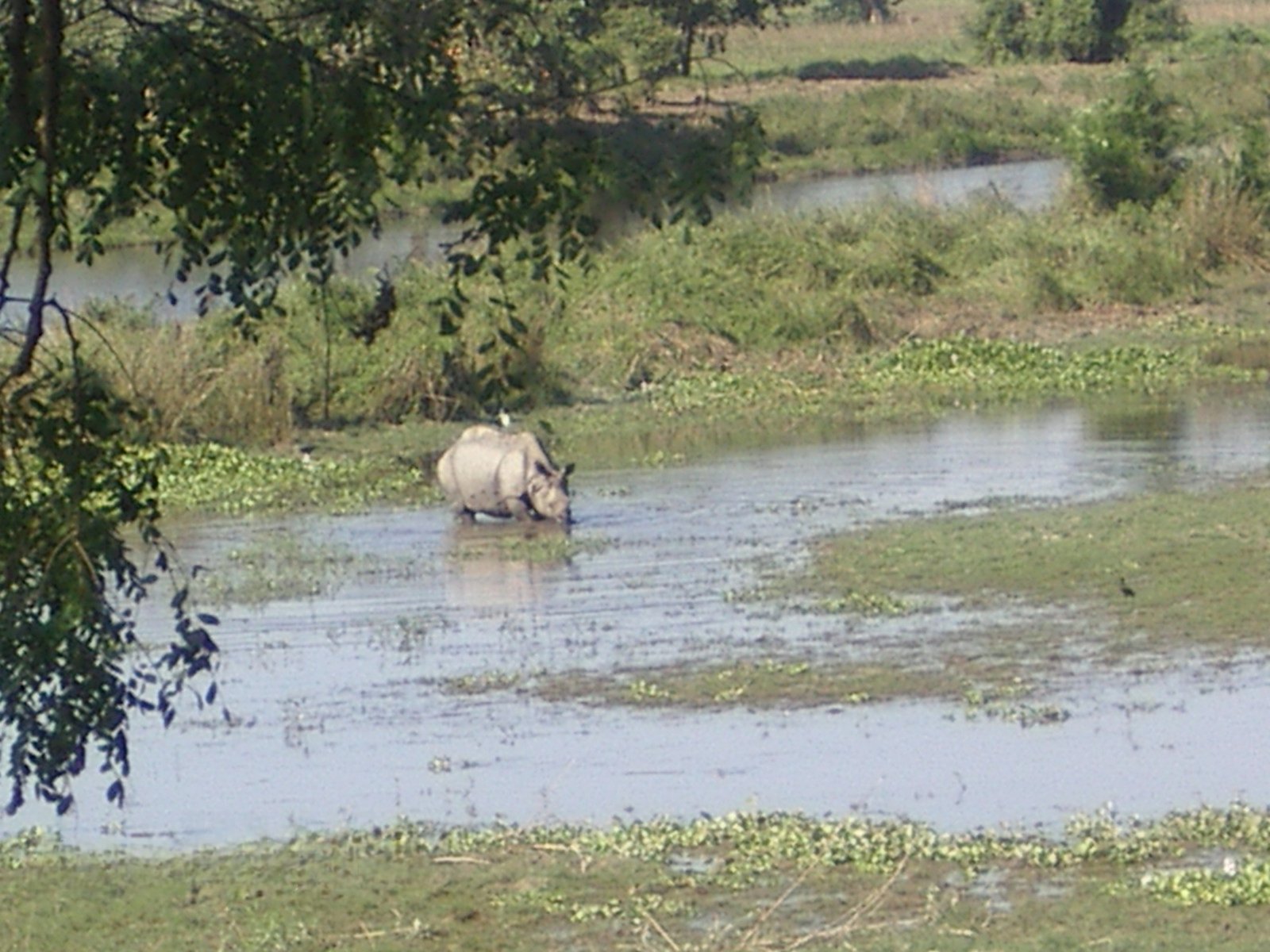 Assam Tea Estate, Monasteries & National Park Tour