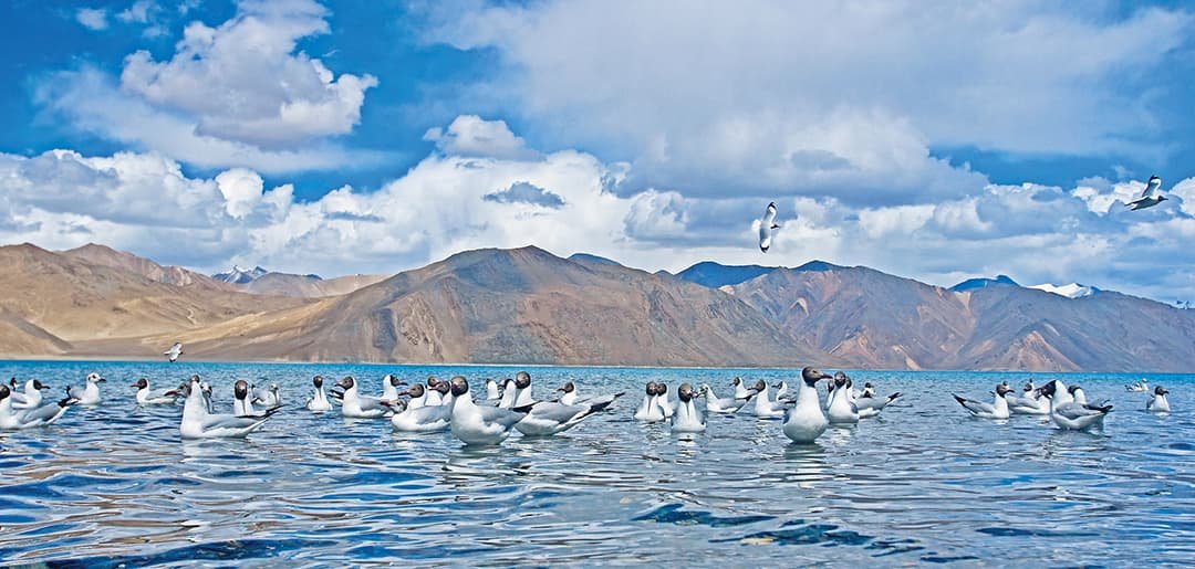 Golden Triangle, Kashmir & Ladakh