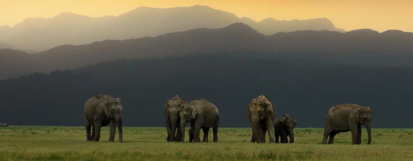 Tiger Safari & Holistic Treatments in Luxury Spa Tour From Delhi